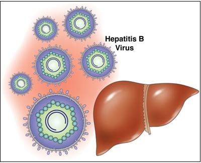 4. Nhiễm virus viêm gan B (HBV) 1