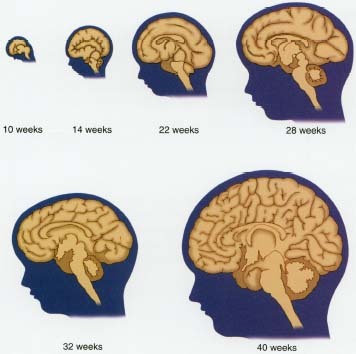 Sự phát triển não bộ của thai nhi diễn ra như thế nào? 1