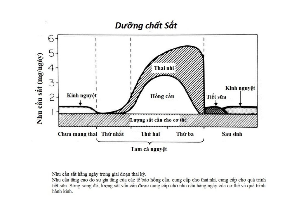 4. Bổ sung sắt cho bà bầu thế nào cho đúng và đủ? 1