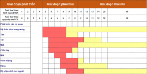 Biểu đồ thể hiện sự phát triển của các cơ quan khác nhau ứng với từng giai đoạn tuổi thai 1 Biểu đồ thể hiện sự phát triển của các cơ quan khác nhau ứng với từng giai đoạn tuổi thai 1