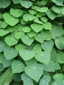 Cây bình vôi (hoạt chất rotundine) 1