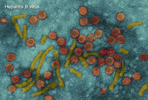 Điều gì sẽ xảy ra nếu bạn bị nhiễm viêm gan B ? 1