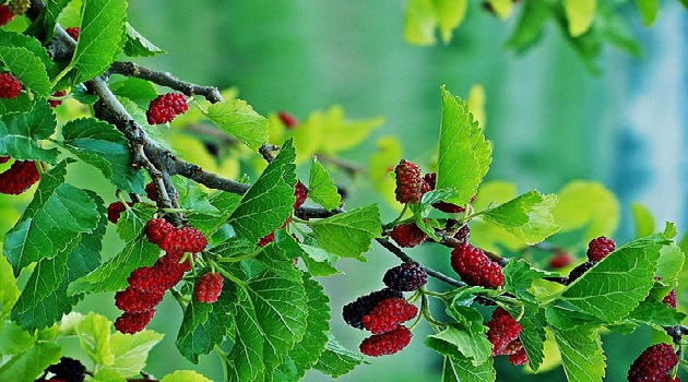 Lá dâu tằm dùng để cai sữa 1 Lá dâu tằm dùng để cai sữa 1