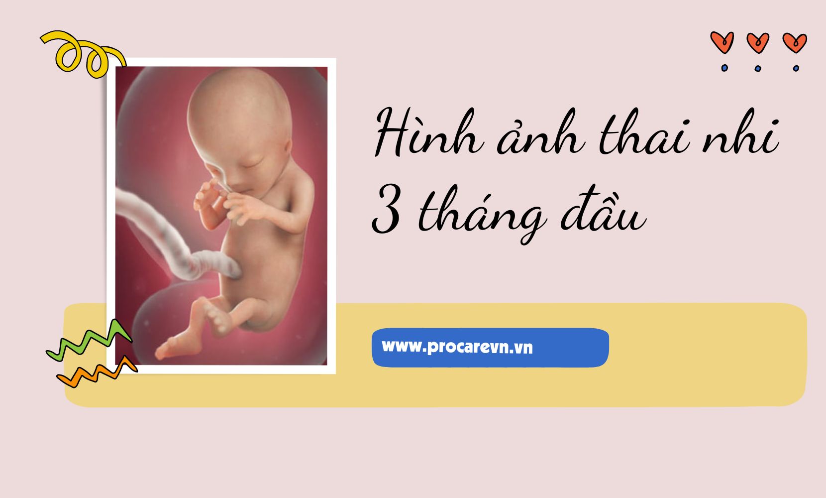 Hình ảnh bình thường siêu âm thai 3 tháng đầu  Bác Sĩ Đa Khoa
