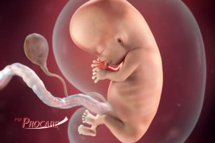 Bí mật tuyệt vời về sự phát triển của thai nhi ở từng tuần tuổi