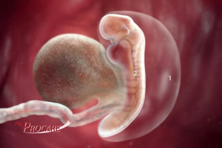 Hình ảnh thai nhi 6 tuần tuổi  Bệnh Viện Long Xuyên
